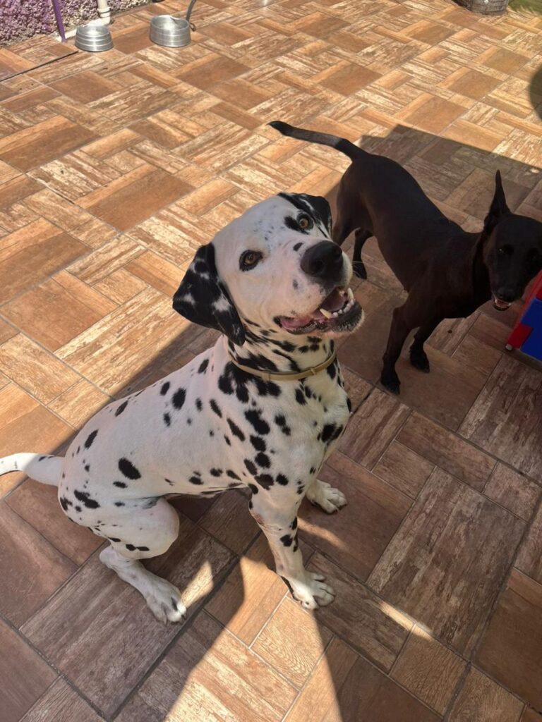 cachorro feliz na creche