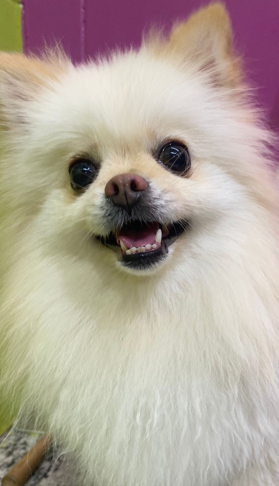 Banho e Tosa em Lulu da Pomerania