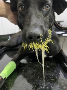 Cachorro sendo atendido na clínica veterinária após contato com ouriço cacheiro