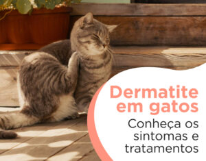 Gato com Dermatite Atopica sendo atendido em Clínica Veterinária