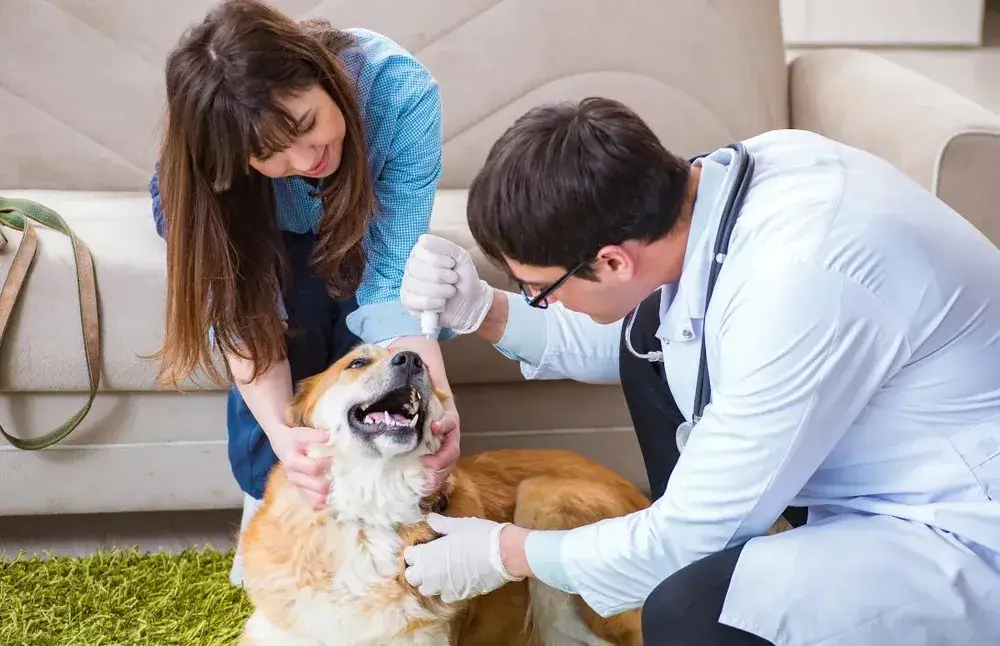 atendimento-domiciliar-para-pets-clinica-veterinaria-Y4LJbOxk01Sz6jlW