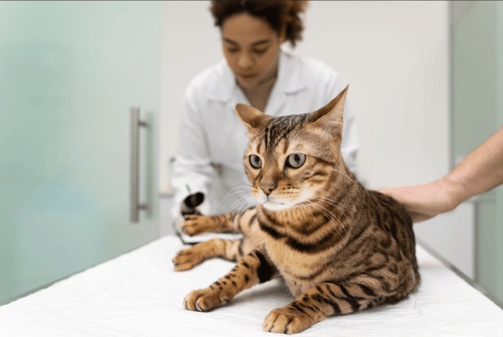 Serviço Veterinários Consulta ampla