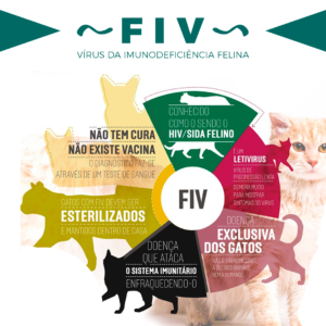infográfico fiv clinica veterinaria meu pet santa amélia