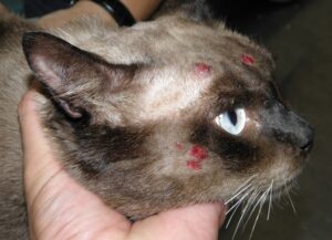 Gato com Dermatite Atopica sendo atendido em Clínica Veterinária