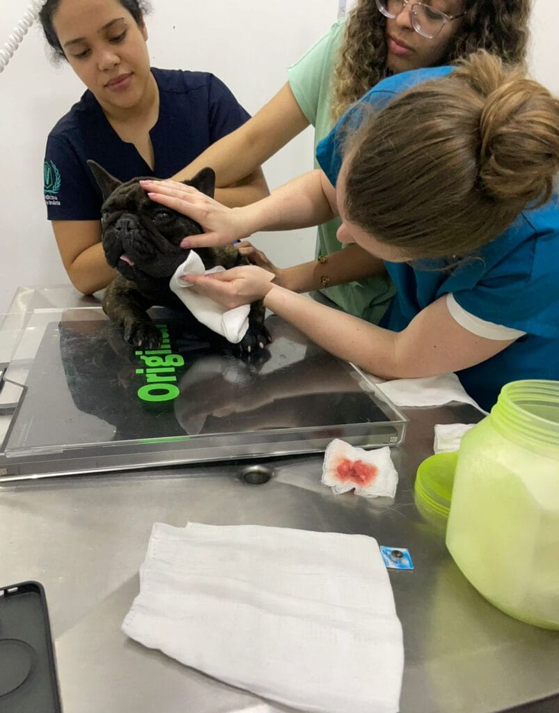 atendimento emergencial clinica veterinária 24 horas