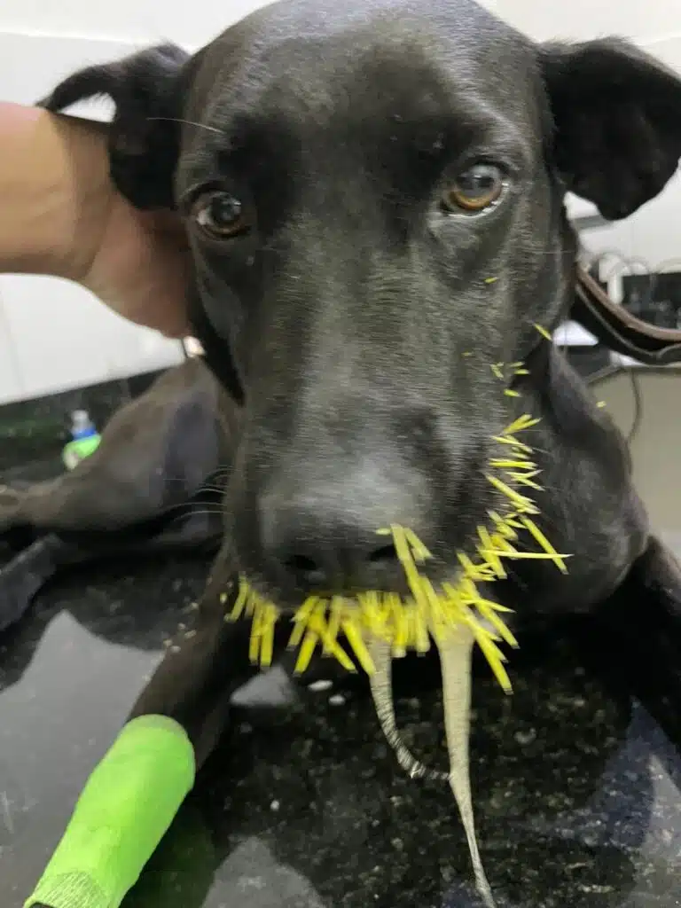 Cachorro sendo atendido na clínica veterinária após contato com ouriço cacheiro