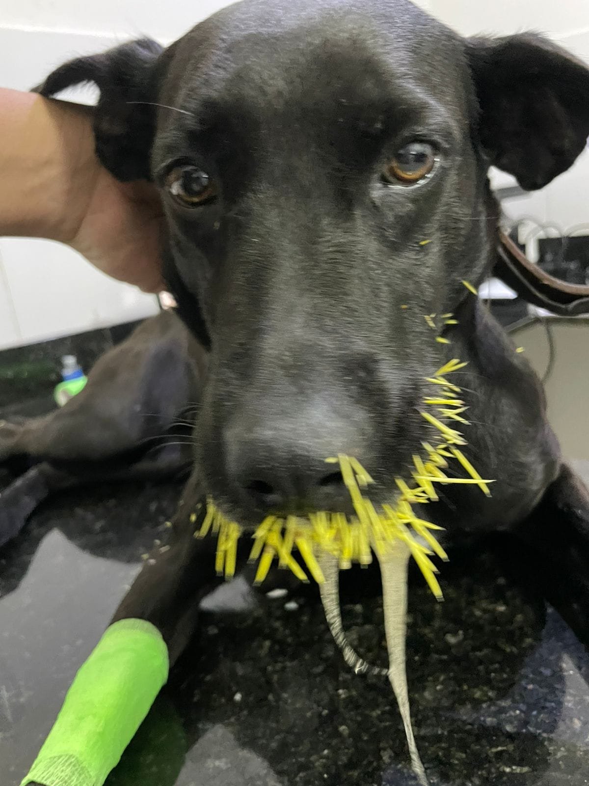 Cachorro sendo atendido na clínica veterinária após contato com ouriço cacheiro