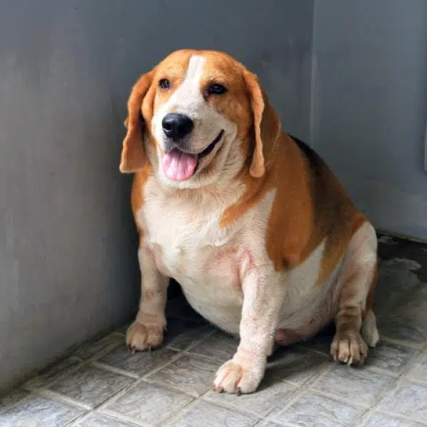 Cachorro com barriga inchada e respiração ofegante