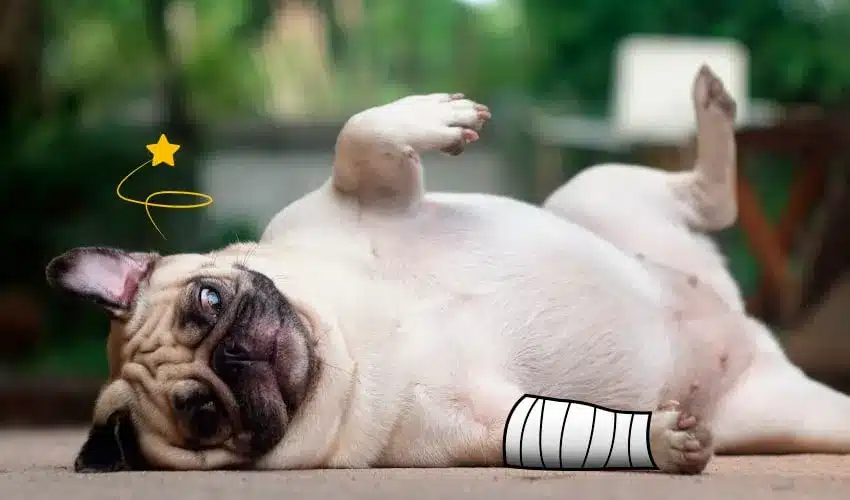 Cachorro filhote caiu da cama