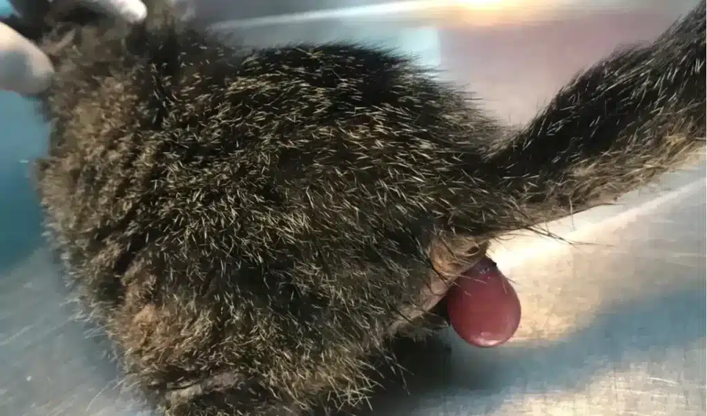 Prolapso retal em gatos