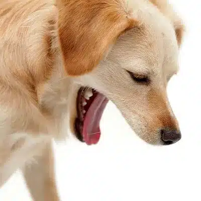 cachorro parecendo engasgado