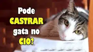 castrar gata no cio