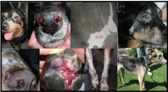 leishmaniose em cães