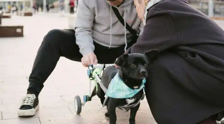 neurologista para cachorro