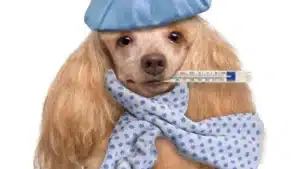 clínica veterinária