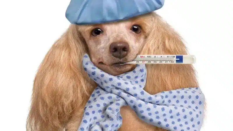 clínica veterinária