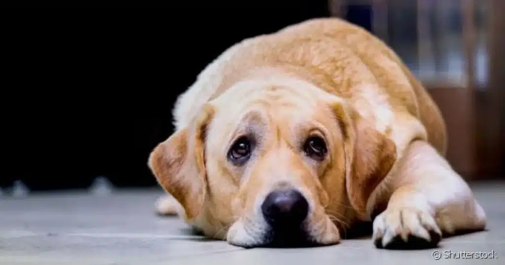Cachorro com problemas urinários