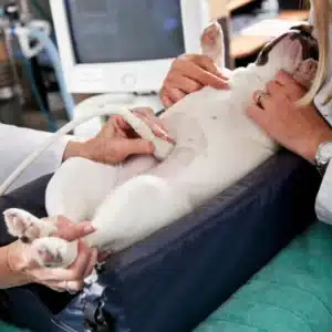 ultrassom em cachorro