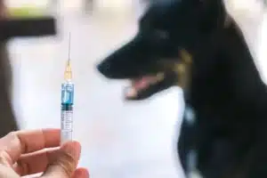 vacina-leishmaniose-canina