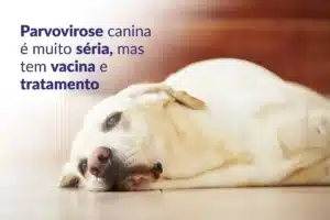 clínica veterinária