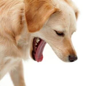 cachorro engasgando com frequencia