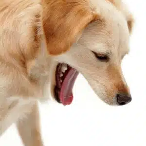 cachorro engasgando com frequencia