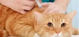 clínica veterinária