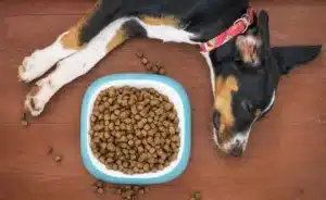 Meu cachorro não come o que fazer