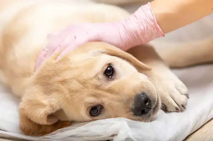 cachorro doente sinais
