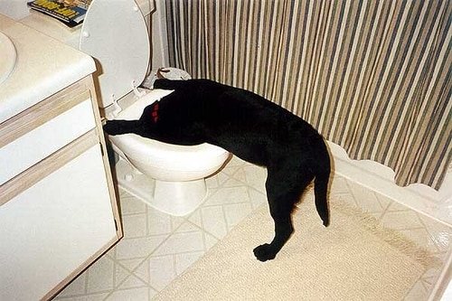 cachorro vomitando