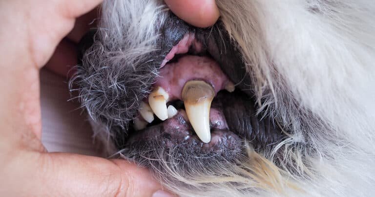 como-prevenir-doenca-periodontal-em-caes-e-gatos-tartaro