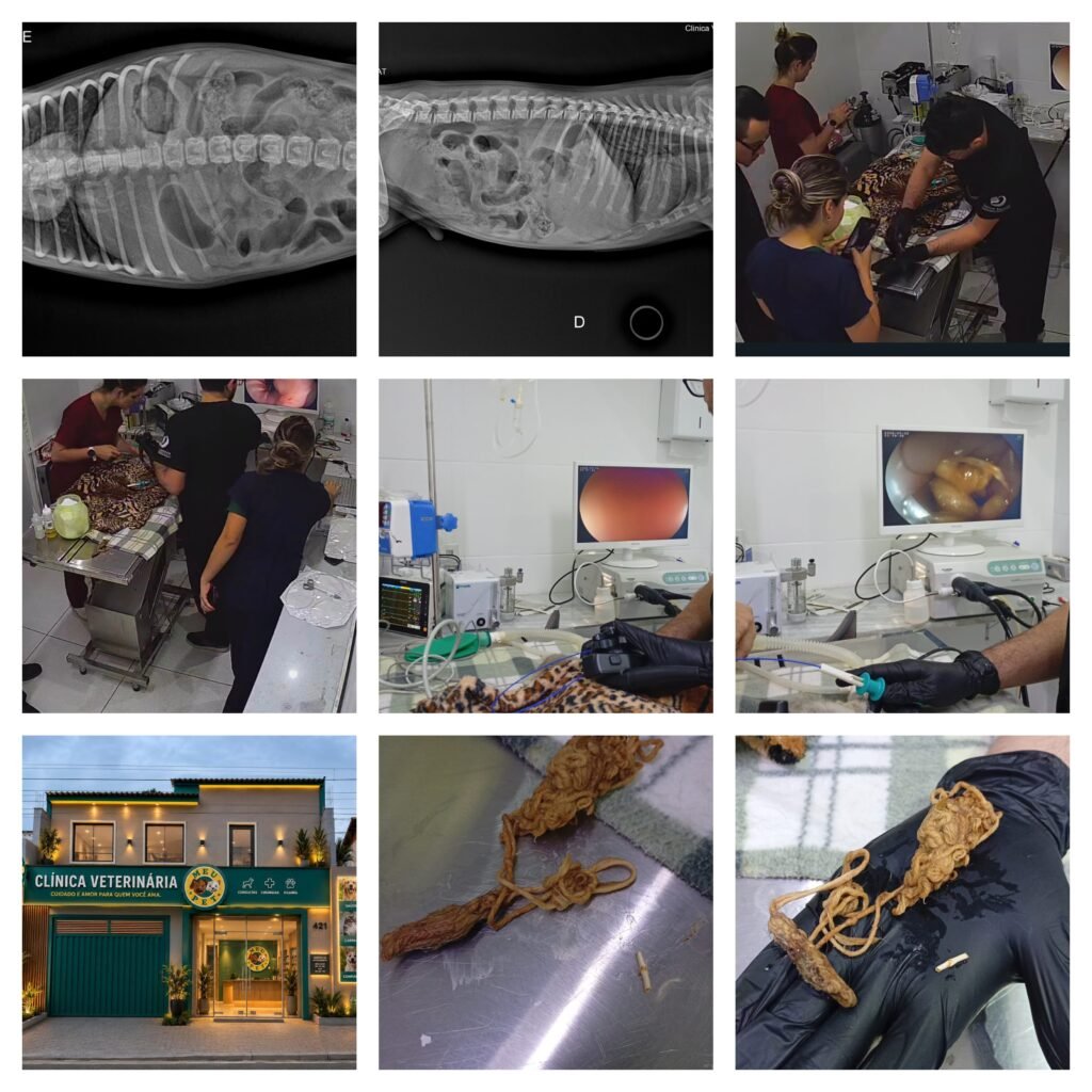 corpo estranho cachorro raio x endoscopia