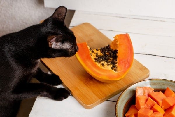 gato pode comer mamao