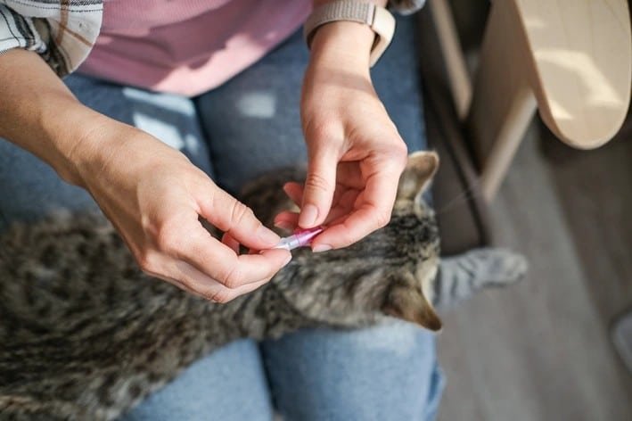 melhores-tratamentos-contra-pulgas-para-gatos