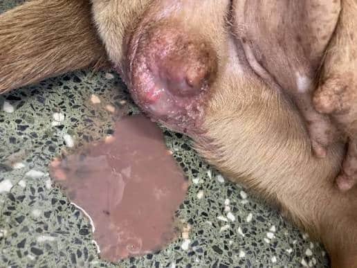 piometra cachorropiometra cachorro