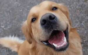 Cachorro como Cuidar Cachorro como Cuidar