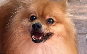 Cachorro Cuidados e Bem Estar Cachorro Cuidados e Bem Estar